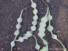 Image result for Embelia nilotica