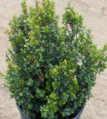 Image result for Myrsine africana