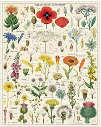 Check spelling or type a new query. Amazon Com Cavallini Papers Co Wildflowers 1 000 Piece Puzzle Multi Arts Crafts Sewing