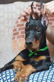 European Doberman Puppy Doberman Pinscher Puppy Doberman Puppy Doberman Pinscher Dog