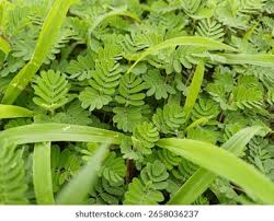 Image result for Aeschynomene uniflora