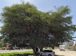 Image result for Acacia kirkii