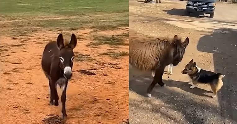 Georgia cop under fire after gunning down family's beloved baby donkey  HeeHaw