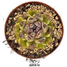 Image result for Indigofera subcorymbosa