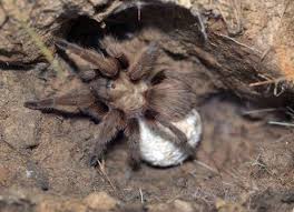 Critter getters pest control termite co. Critter Getters Pest Services 4400 Rixie Rd Sherwood Ar 2021