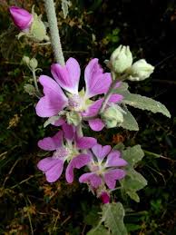 Image result for Hermannia micropetala