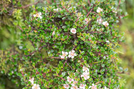 Image result for Cotoneaster microphyllus