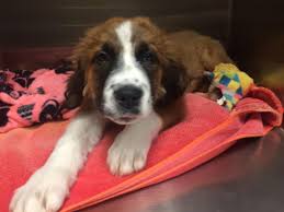 Maybe you would like to learn more about one of these? Second Chance Pet Adoption League Oak Ridge Nj Petslover