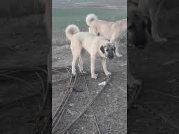 Satilik Kangal Yavrusu Fiyatlari Ilanlari Ucretsiz Sahiplendirme 0554 45 Kangal Kopegi Labrador Retrievers Kopek
