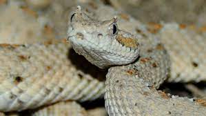 Sidewinder Rattlesnake Facts Rattlesnake Beautiful Snakes Animals