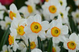 Daffodil Flower Record Landscaper Special Daffodil Bulbs Daffodil Flower Daffodils