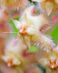 Image result for Hunteria myriantha