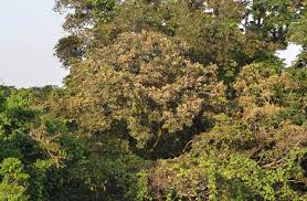 Image result for Anthonotha