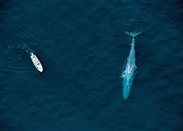 10 Of The Most Famous Endangered Species Britannica