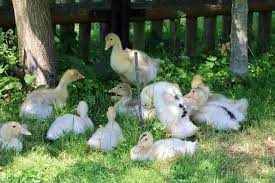Entenaufzucht Enten Selber Zuchten So Ziehen Sie Entenkuken Auf Selbstversorger De