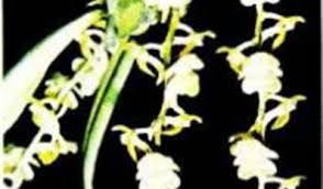 Image result for Platycoryne crocea