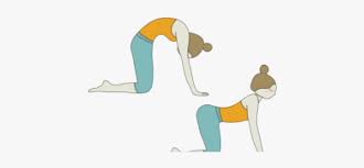 4 июля в 15:53 ·. Cat Cow Yoga Pose Clipart Free Transparent Clipart Clipartkey