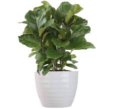 We did not find results for: How To Repot A Fiddle Leaf Fig Planter Size Soil Drainage Fertilizing Greenhouse Studio