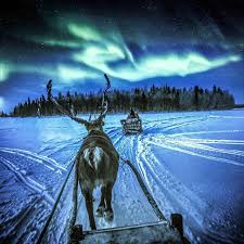 Aurora Borealis Observatory On Instagram Reindeer Ride Under The Northern Lights Tag Someon Northern Lights Aurora Borealis Northern Lights Aurora Borealis
