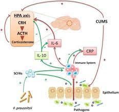 Faecalibacterium Prausnitzii Atcc 27766 Has Preventive And Therapeutic Effects On Chronic Unpredictable Mild Stress Induced Depression Like And Anxiety Like Behavior In Rats Sciencedirect