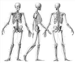 Learn about anatomy human bone structure with free interactive flashcards. Full Body Human Skeleton Skeleton Drawing
