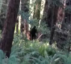 We did not find results for: Fears Half Human Half Dog Creature Killing Pets Across Us As Sightings Emerge Daily Star