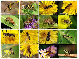 Not that i'm complaining because hoverflies are the natural predator of the aphid. Hoverfly Wikipedia