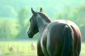 He completed on his super. Mein Lieblingspferd Mein Ehemann Ich Pferde Namen Sind Eben Nicht Nur Schall Und Rauch Expensive Hobby Ware Die Wahrheit Westernhorse Com
