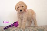 Standard Poodle Puppies for Sale - PuppyFind