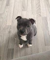 Hallo ich suche einen american pitbull welpen oder einen american staffordshire welpen am liebsten in der… Mi Piace 1 533 Commenti 18 Pitbulls Golden Pitbulls Golden Su Instagram Give Him A Name Al Babyhunde Pitbull Welpen Susse Hunde Welpen