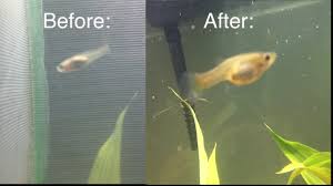Here's how i made the growth. How To Make Baby Guppy Food Organic Food