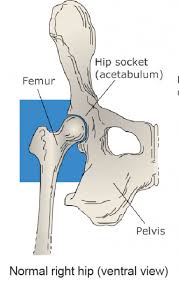 Posted on april 18, 2019april 18, 2019. Joint Subluxations In Cats Vca Animal Hospital