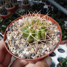 Favor entrar em contato com&colon; Discocactus Cephaliaciculosus Mh 775 Ssp Nudicephalus Aff Parana Tocantins Goias Brasilien 270 M Cites Not Outside Eu Uhlig Kakteen More Than 5 000 Different Species