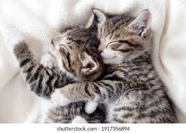 Image result for adorable cat