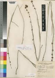 Image result for Aspidoglossum