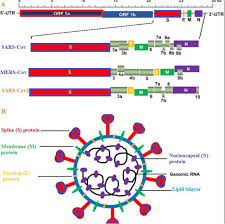 Labs around the world that analyse the virus's genetic material have been sharing their findings to a global database. Wide Variabilities Identified Among Spike Proteins Of Sars Cov2 Globally Dominant Variant Identified Biorxiv