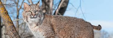 De jong fleas spend about 20% on animal and the rest of the time they're in environment, dr. Repel Bobcat Bobcat Repellent Nite Guard