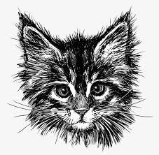 Black And White Cat Drawing Png Painted Black Cat Head Vector Material Black And White Hand Painted Sketch Png Transparent Clipart Image And Psd File For Free Download Black Cat Drawing Cat Drawing How To Draw Hands