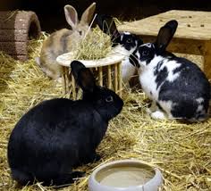 Da sich leider so gar nichts (keine anfragen, einfach nichts) tut, will ich die möglichkeit hier nutzen um meine beiden puschel breiter zu streuen und endlich vermittelt zu bekommen. Kaninchen Suchen Ein Neues Zuhause Tierheim Oberndorf