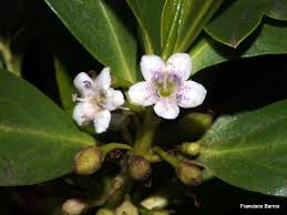 Image result for Selago lacunosa