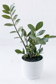 Image result for Zamiokulkas Zamioculcas