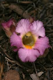 Image result for Harveya