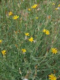 Image result for Dewildemania filifolia