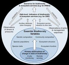 This infectious disease can be spread by saliva, and the incubation period for mono is four to eight weeks. What Are Ebvs Geo Bon
