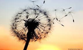 12 Pretty Hd Dandelion Wallpapers Dandelion Pictures Dandelion Wallpaper Dandelion Drawing