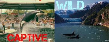 Empty The Cages And Tanks Here S The Truth About The Lives Of Animals In Captivity Versus The Wild Orcas In Captivity Animals Wild