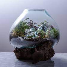 Glass Bowl Terrarium Glass Bowl Decor Glass Bowl Terrarium Glass Bowl