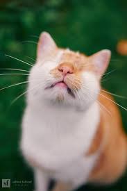 I Photograph My Eyeless Cat Who Sees With His Heart (25 Pics)