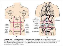 The standard anatomical position is agreed upon by the international medical community. Region Of Abdomen With Organs Four Abdominal Quadrants And Nine Abdominal Regions