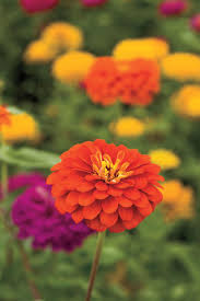 The key is knowing what and when to plant. 20 Plants That Beat The Heat Summer Flowers Garden Summer Blooming Flowers Drought Tolerant Plants